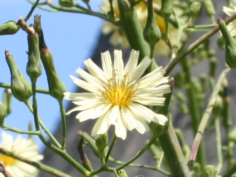 Lactuca indica