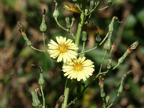 Lactuca indica