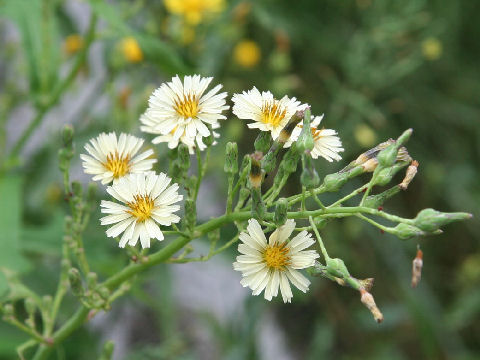 Lactuca indica