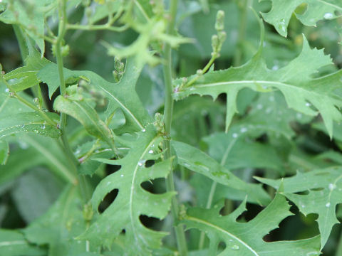 Lactuca indica