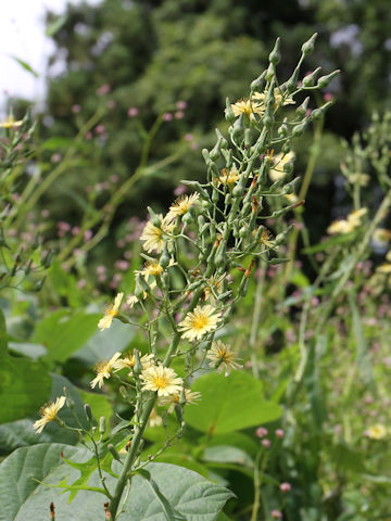 Lactuca indica