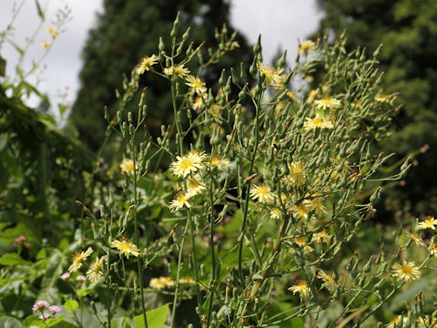 Lactuca indica