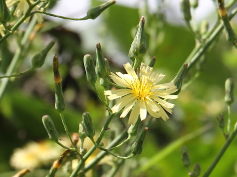 Lactuca indica