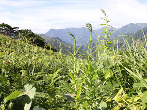 Lactuca indica