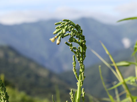 Lactuca indica