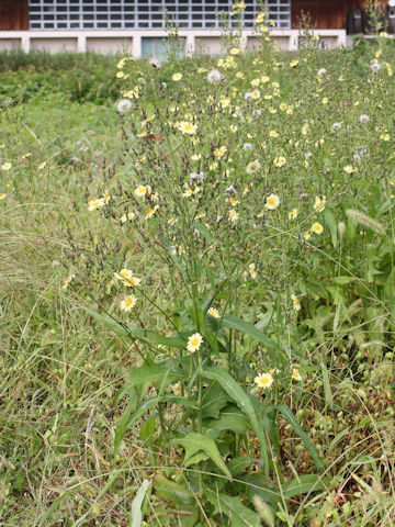 Lactuca indica