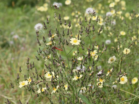 Lactuca indica