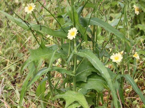 Lactuca indica