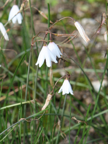 Leucojum autumnale