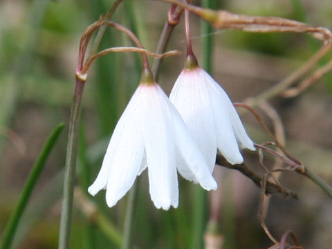 Leucojum autumnale