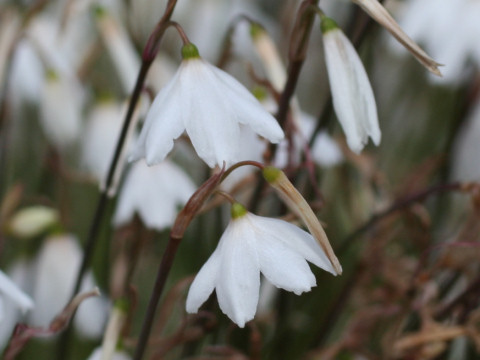 Leucojum autumnale