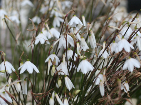 Leucojum autumnale