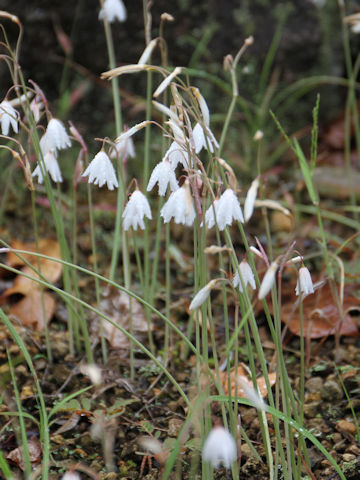 Leucojum autumnale