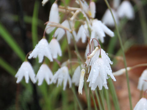 Leucojum autumnale