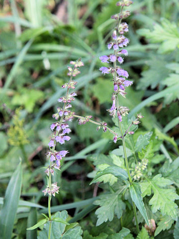 Salvia japonica