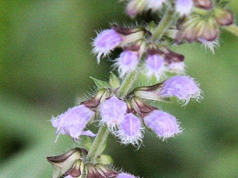 Salvia japonica