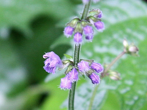 Salvia japonica