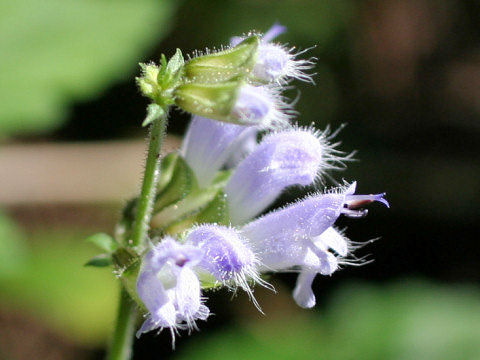 Salvia japonica