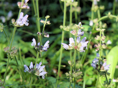 Salvia japonica