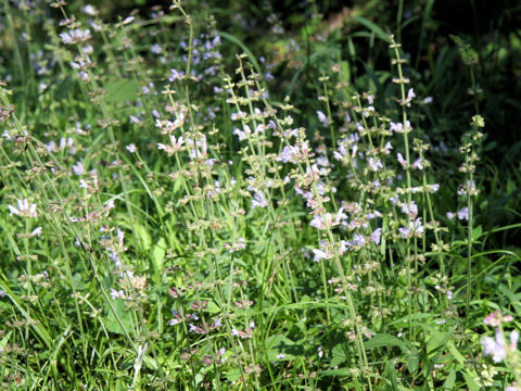 Salvia japonica