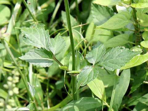 Salvia japonica