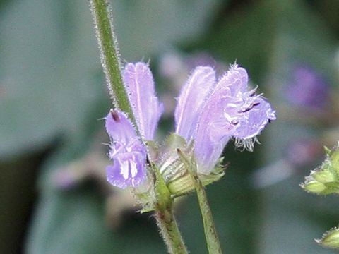 Salvia japonica