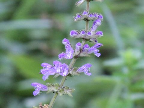 Salvia japonica