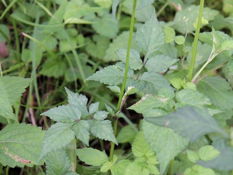 Salvia japonica