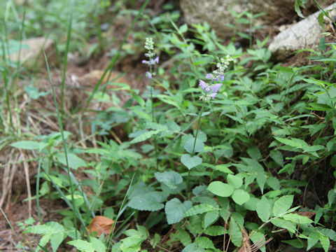 Salvia japonica