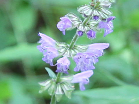 Salvia japonica