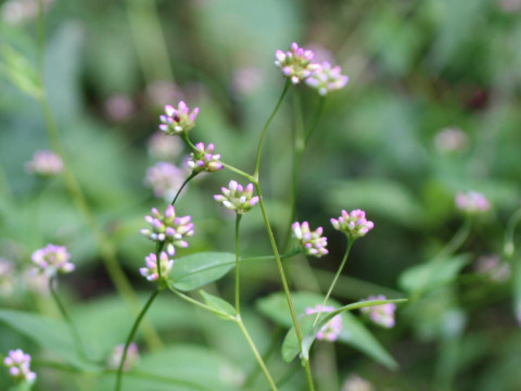 Persicaria sieboldii