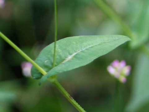 Persicaria sieboldii