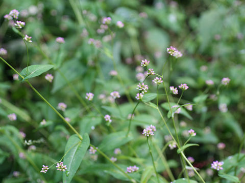 Persicaria sieboldii