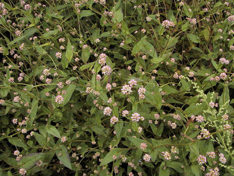 Persicaria sieboldii