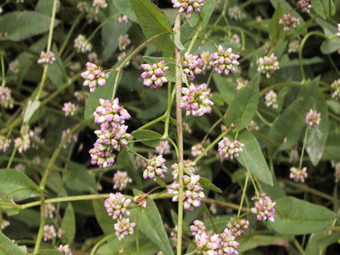 Persicaria sieboldii