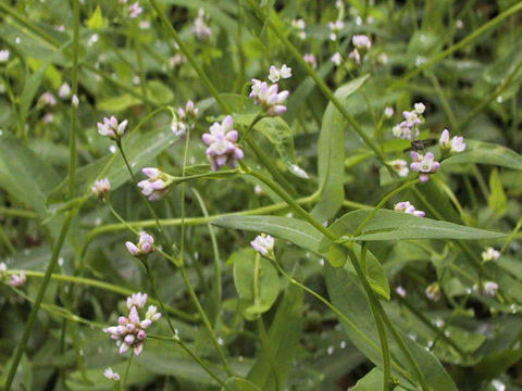 Persicaria sieboldii