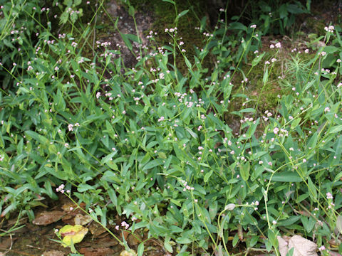 Persicaria sieboldii