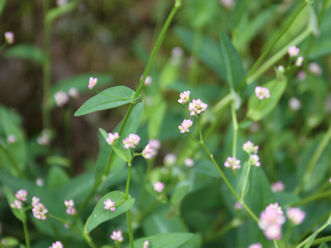 Persicaria sieboldii