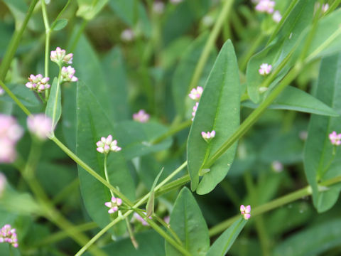 Persicaria sieboldii