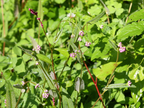 Persicaria sieboldii