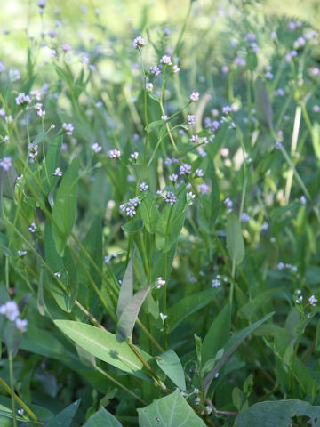 Persicaria sieboldii