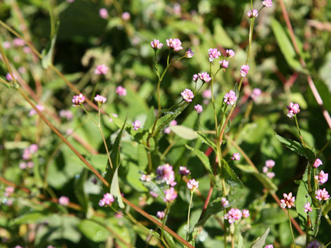 Persicaria sieboldii