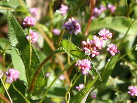 Persicaria sieboldii