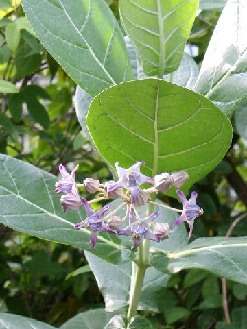 Calotropis gigantea