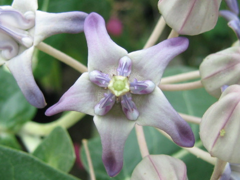 Calotropis gigantea