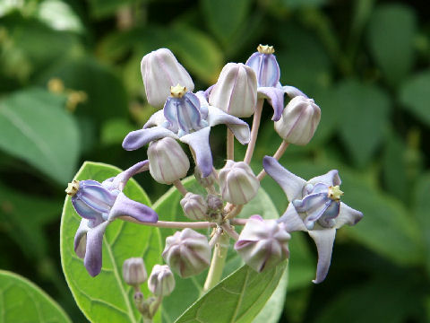 Calotropis gigantea