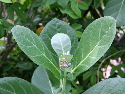 Calotropis gigantea