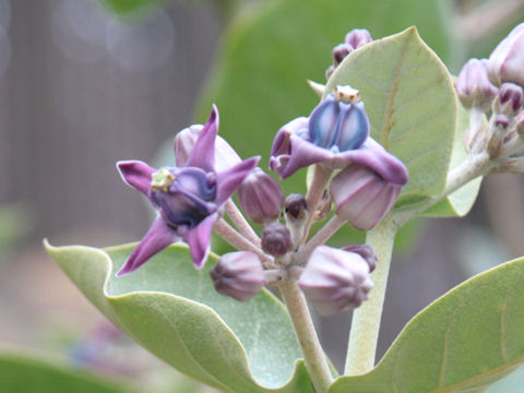 Calotropis gigantea