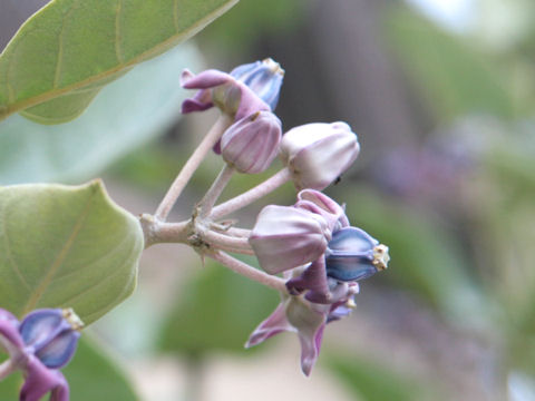 Calotropis gigantea