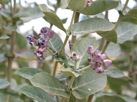 Calotropis gigantea